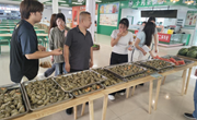 粽香迎端午?情暖共傳承